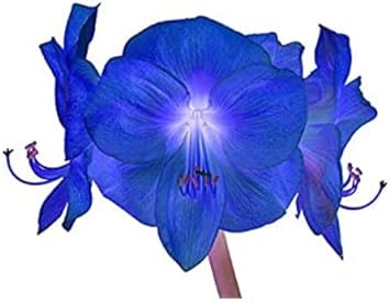 Blue Hippeastrum Flower Seeds for Planting â€“ NON GMO Seeds