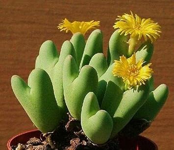 Conophytum Bilobum Cactus Seeds for Planting - NON GMO Seeds