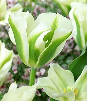 Green Tulip Flower Seeds for Planting ƒ?? Heirloom, Non-GMO, Vibrant Garden Blooms for planting in your garden.
