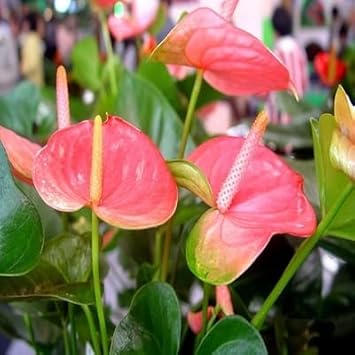 Heirloom Non-GMO Pink Anthurium Flower Seeds for Hydroponic Planting ƒ?? Exotic Tropical Blooms