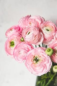 Ranunculus Baby Pink Flower Seeds – Heirloom Non-GMO Seeds for Garden Planting