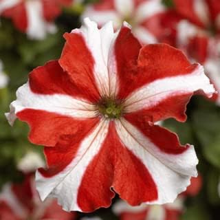 & (& scientific name) for planting in garden