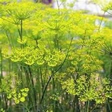 Green Florence Lettuce Lactuca sativa seeds for garden planting
