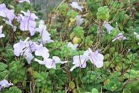 Heirloom Non-GMO Streptocarpus Flower Seeds for Garden Planting – Shade-Loving Vibrant Blooms