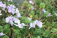 Heirloom Non-GMO Streptocarpus Flower Seeds for Garden Planting – Shade-Loving Vibrant Blooms