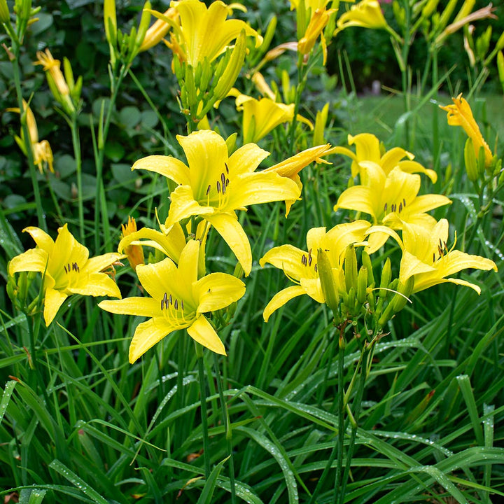 Heirloom Non-GMO Daylily Flower Seeds for Planting – Colorful Perennial Garden Blooms