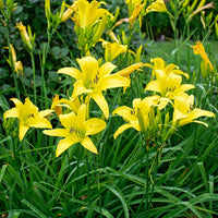Heirloom Non-GMO Daylily Flower Seeds for Planting – Colorful Perennial Garden Blooms