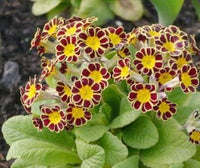 Heirloom (Heirloom scientific name) for planting in garden