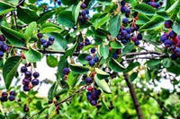 Juneberry Fruit Seeds for Growing Sweet and Nutritious Berries 100 Pcs pcs