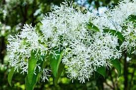 Heirloom Fringe Flower Seeds for Garden Planting, Non-GMO, Ornamental Blooms for Colorful Hedges - Fringe for planting in home garden