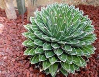 Victoriae Plant Seeds for Planting - 100 pcs