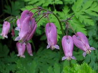 Heirloom Fringed Flower Seeds for Planting, Non-GMO