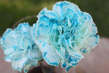Sky Blue Carnation Flower Seeds – Heirloom, Non-GMO Flower Seeds for Planting