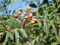 Brown Zanthoxylum Plant Seeds for Planting - 100 pcs seeds for planting in home garden