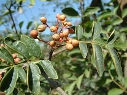 Brown Zanthoxylum Plant Seeds for Planting - 100 pcs seeds for planting in home garden