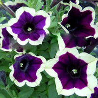 Heirloom Non-GMO Cascadia Flower Seeds for Planting – Colorful Ornamental Garden Blooms