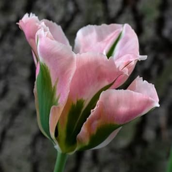 Green Pink Tulip Flower Seeds for Planting ƒ?? Heirloom, Non-GMO, Vibrant Blooms