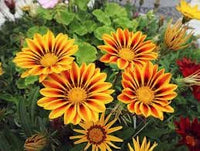 Giant Gazania Flower Seeds for Garden - NON GMO Seeds for planting in home garden