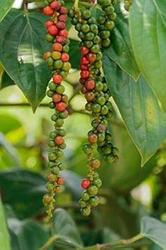 Florida Grove Pepper Vegetable Seeds for Planting