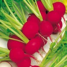 Red Radish Seeds for Planting, heirloom & Non-GMO Seeds