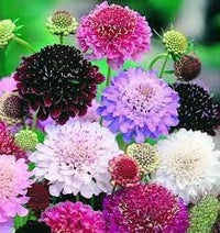 Pincushion Flower Seeds – Heirloom Non-GMO Scabiosa Blooms for Pollinator-Friendly Gardens