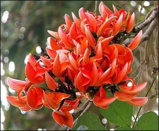 Monosperma Flower Seeds for Planting - 100 pcs