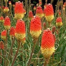 Poker Plant Seeds for Planting – Organic, Heirloom, Non-GMO Flower Seeds