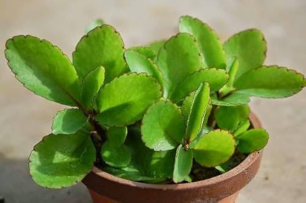 Bryophyllum Pinnatum Plant Seeds for Planting â€“ NON GMO Seeds for planting in home garden