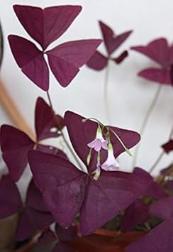 Heirloom Non-GMO Red Woodsorrel Flower Seeds for Garden Planting – Charming Clover-Like Blooms