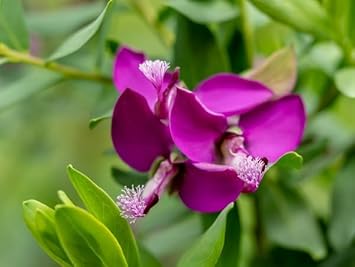 Polygala Myrtifolia Flower Seeds for Planting - NON GMO Seeds for planting in home garden