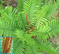 Cinnamon Fern Spores Plant Seeds for Planting heirloom & Non-GMO Seeds