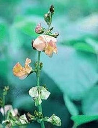 Dolichos Biflorus Flower Seeds for Planting - 100 pcs