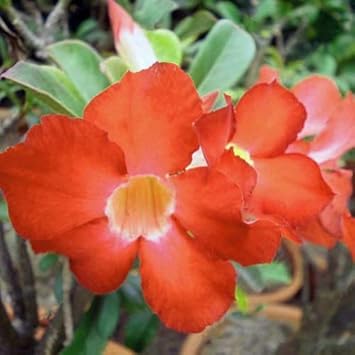 Adenium (Adenium scientific name) for planting in garden