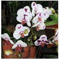 Purple (Purple scientific name) for planting in garden