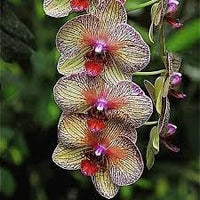 Cymbidium Orchid Seeds - Heirloom Non-GMO Planting Seeds for planting in home garden