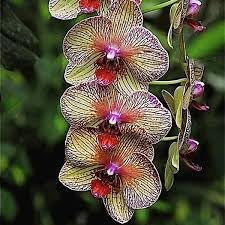 Cymbidium Orchid Seeds - Heirloom Non-GMO Planting Seeds for planting in home garden