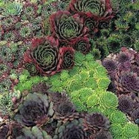 Organic Sempervivum Flower Seeds for Planting ƒ?? Heirloom, Non-GMO for planting in your garden.