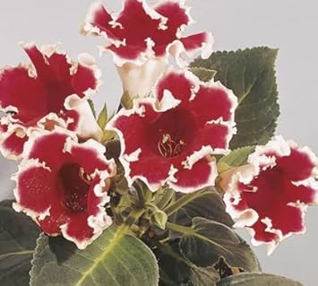 White Maroon Gloxinia Seeds for Planting – Organic, Heirloom, Non-GMO Flower Seeds