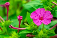 Organic Jalapa Flower Seeds for Planting ƒ?? Heirloom, Non-GMO