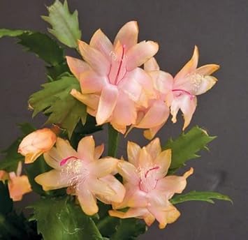 Zygocactus Peach Flower Seeds for Planting ƒ?? Organic, Heirloom, Non-GMO Christmas Cactus Seeds for planting in your garden.