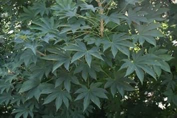 Kalopanax Septemlobus Planting Seeds - Non-GMO, Heirloom Aralia for planting in home garden