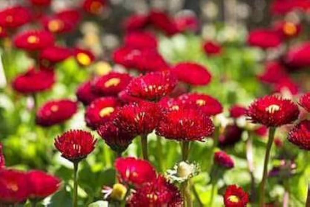 English Daisy Red Flowers (Bellis perennis), + Seeds