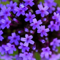 Heirloom (Heirloom scientific name) for planting in garden