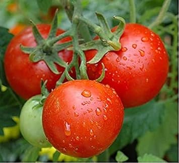 Tomato Vegetable Seeds for Planting – Dark Red Variety 100 Pcs pcs