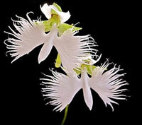 Heirloom Non-GMO Radiata Flower Seeds for Planting – Striking Blooms for Garden Displays