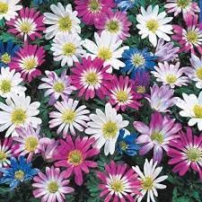 Anemone Blanda Flower Seeds for Planting - 100 pcs seeds for planting in home garden