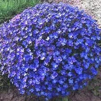 Aubrieta Perennial Flower Seeds for Planting - 100 pcs for planting in your garden.