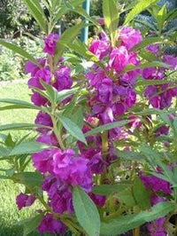 Heirloom Non-GMO Purple Balsamine Flower Seeds for Garden Planting – Vibrant Summer Blooms