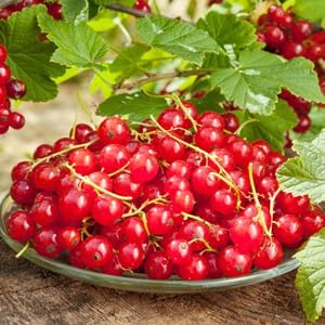 Currant Fruit Seeds for Planting - Harvesting Tiny, Sweet Berries, GMO Free, Heirloom Seedss