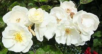 Moonlight Rose Plant Seeds for Planting Non-GMO Heirloom Garden Seeds Perfect for Growing in Any Garden